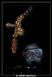 Ornate Ghost Pipefish & Diver 
Ras Zaa'tar by Adolfo Maciocco 